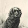 Maud Earl the crested english spaniel scarab 1907