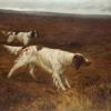 Maud Earl the english setter carta carna the property of f c lowe esq working on a moor