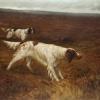 Maud Earl the english setter carta carna the property of f c lowe esq working on a moor