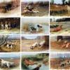 Maud Earl the sportsmans year portfolio january a check beagles february spaniel march