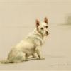 Maud Earl west highland white terrier in a landscape