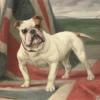 Maud Earl what we have we hold a portrait of dimboola the champion bulldog