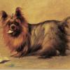 Maud Earl yorkshire terrier