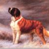 Maud Earl 1896 saint bernard