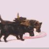 Maud Earl 1903 scottish terriers