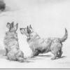 Maud Earl 1903 wheaten scottish terriers