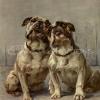 Minature bulldogs by Maud Earl