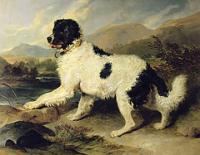 Newfoundland dog called Lion sir edwin landseer
