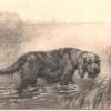 Otterhound by Maud Earl