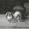 Pekingese by Maud Earl