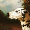 Percy Earl windholmes spotless dalmatian