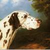 Percy Earl windholmes wig wag dalmatian