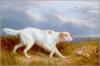 Philip Reinagle 1749-1833  A setter on the moor