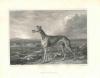 Philip Reinagle 1749-1833  Greyhound