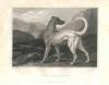 Philip Reinagle 1749-1833  Irish greyhound