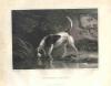 Philip Reinagle 1749-1833  Southern hound