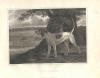 Philip Reinagle 1749-1833  Stag hound