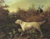 Philip Reinagle 1749-1833  English setter