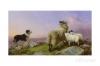 Richard Ansdell 1815-1885   Collie ewe and lambs