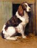 Samuel  Fulton    1855-1944   Springer spaniel