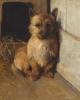 Samuel Fulton     1855-1944       A cairn terrier in a kennel