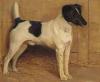 Samuel Fulton     1855-1944     A fox terrier