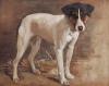 Samuel Fulton    1855-1944     A Parsons Jack Russell