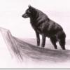 Schipperke by Maud Earl