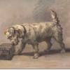 Sealyham terrier by Maud Earl