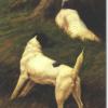 Smooth coated fox terriers by Maud Earl