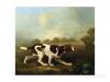 Georges Stubbs a pointer