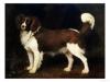 Georges Stubbs a spaniel in a landscape 1784