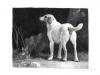 Georges Stubbs dog 1788