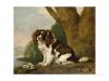 Georges Stubbs Fanny a brown and white spaniel 1778