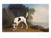 Georges Stubbs foxhound on the scent  1760