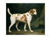 Georges Stubbs portrait of a hound belonging to William Pitt 1st earl of chatham 1788