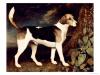 Georges Stubbs ringwood a brocklesby foxhound 1792