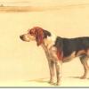 The beagle by Maud Earl