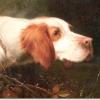 Thomas earl an english setter 1870