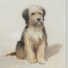 Thomas Earl an old english sheepdog puppy 1843