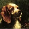 Thomas Earl rough coated beagle