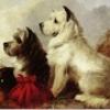 Thomas Earl terriers