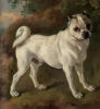 Thomas Gainsborough     A pug     1752