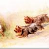 Three yorkshire terriers by Maud Earl