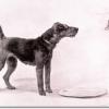 Welsh terriers by Maud Earl