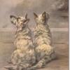 West highland white terriers by Maud Earl